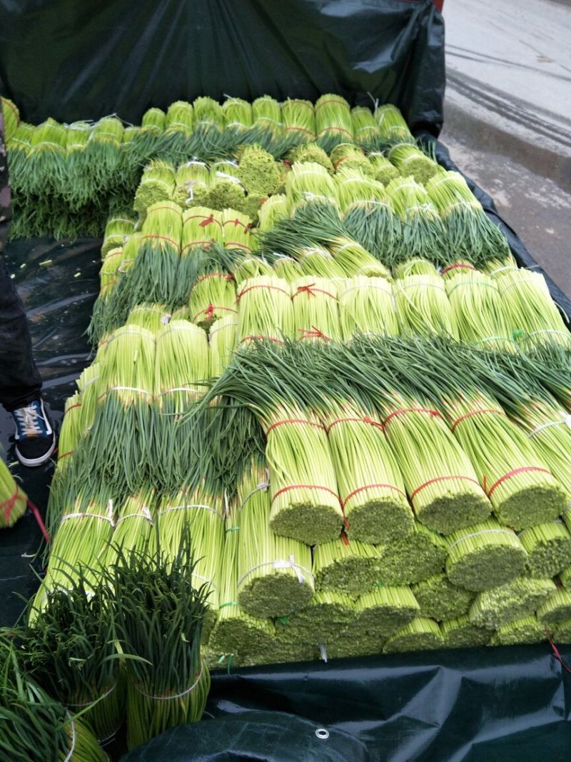 【商品推荐】红帽蒜薹！七尺长带红帽！支持加工！产地供货！