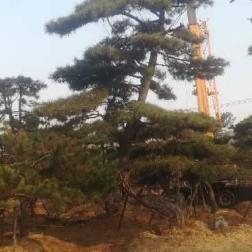 造型松14公分