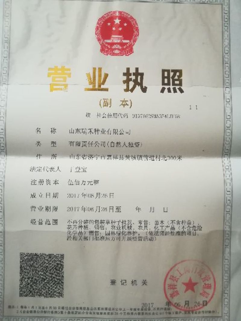 墨西哥玉米草种子货到付款五斤包邮