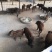 巴马香猪母