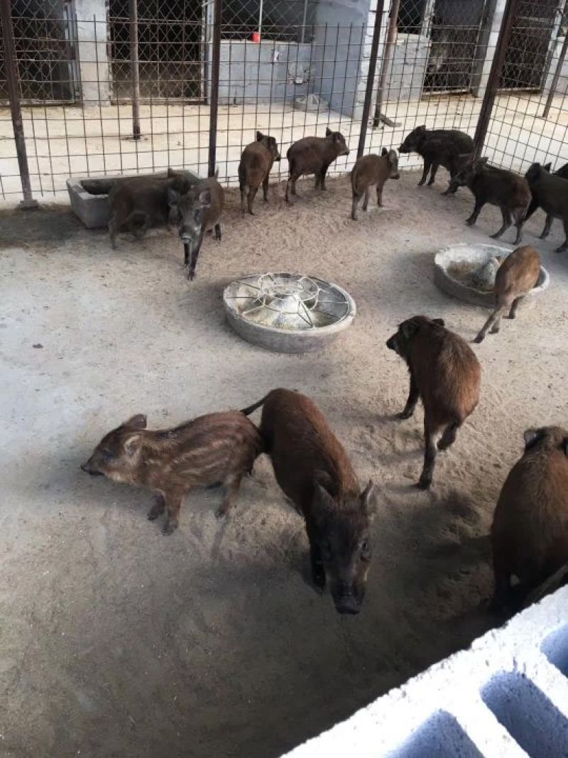巴马香猪母