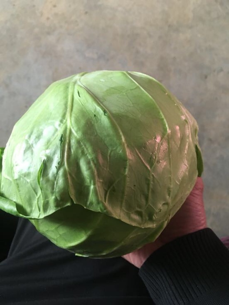 河北优质甘蓝基地直供质量保证价格美丽支持打冷代发