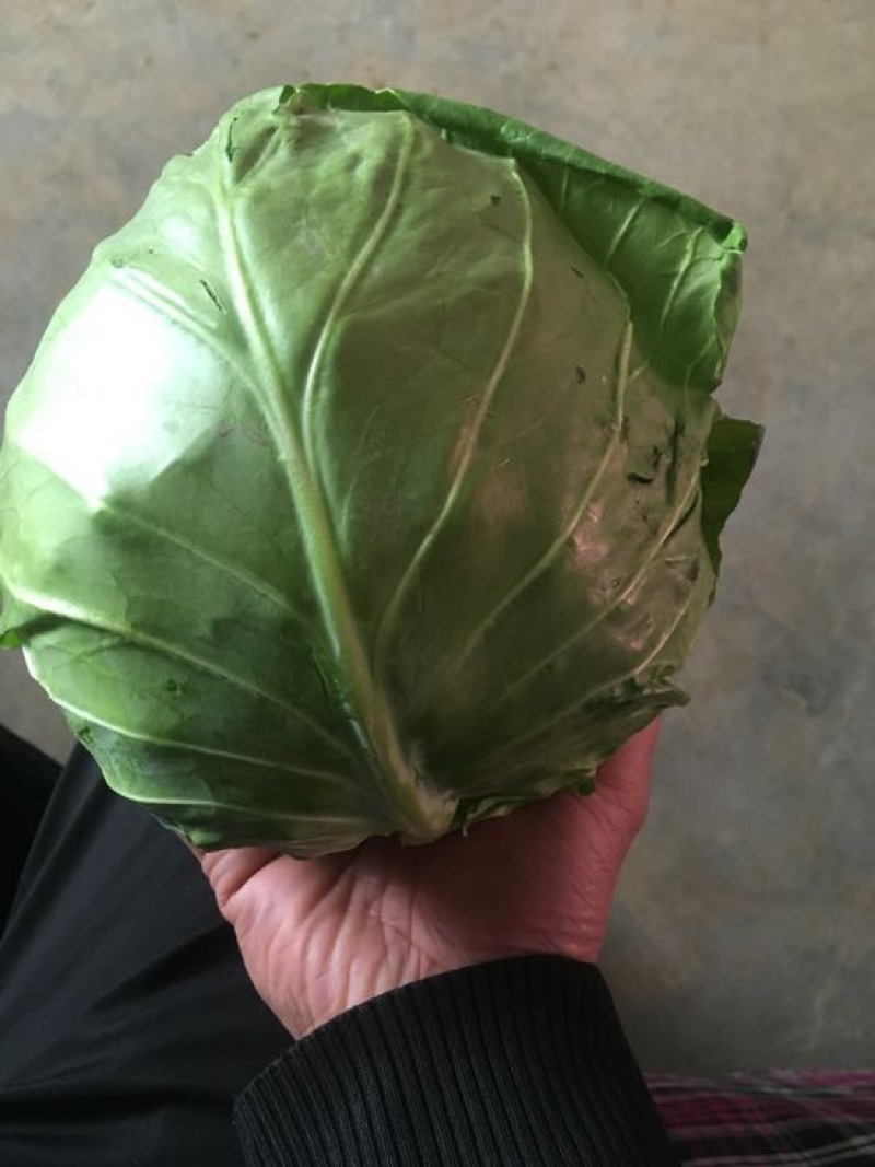 河北优质甘蓝基地直供质量保证价格美丽支持打冷代发