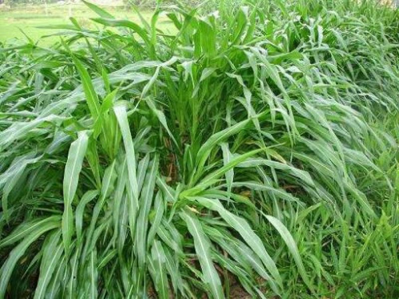 墨西哥玉米草种子亩产1到2万公斤四季可种