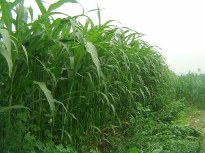 墨西哥玉米草种子亩产1到2万公斤四季可种