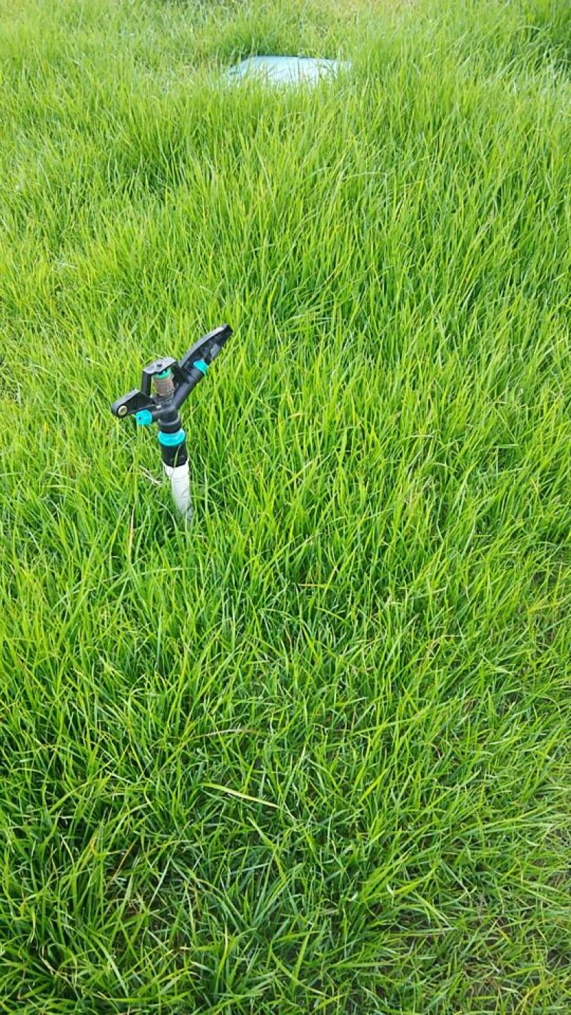 草坪草