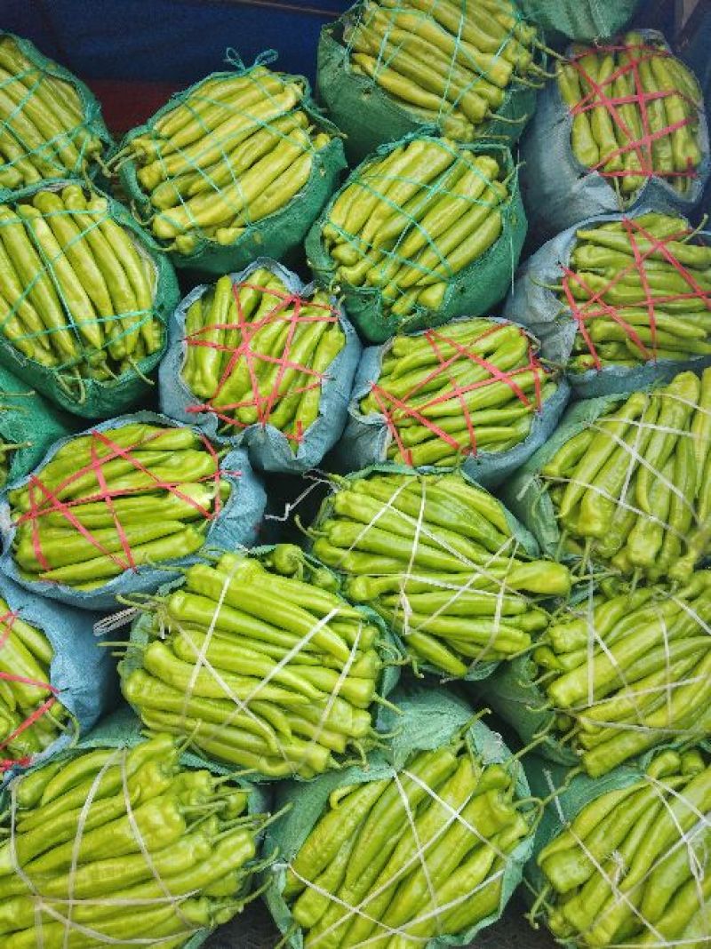 黄皮辣椒（农历2月到8月）