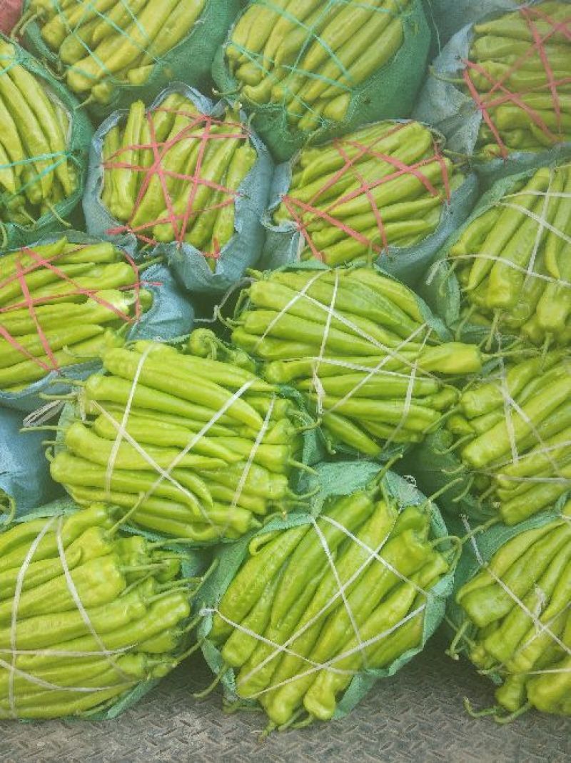 黄皮辣椒（农历2月到8月）