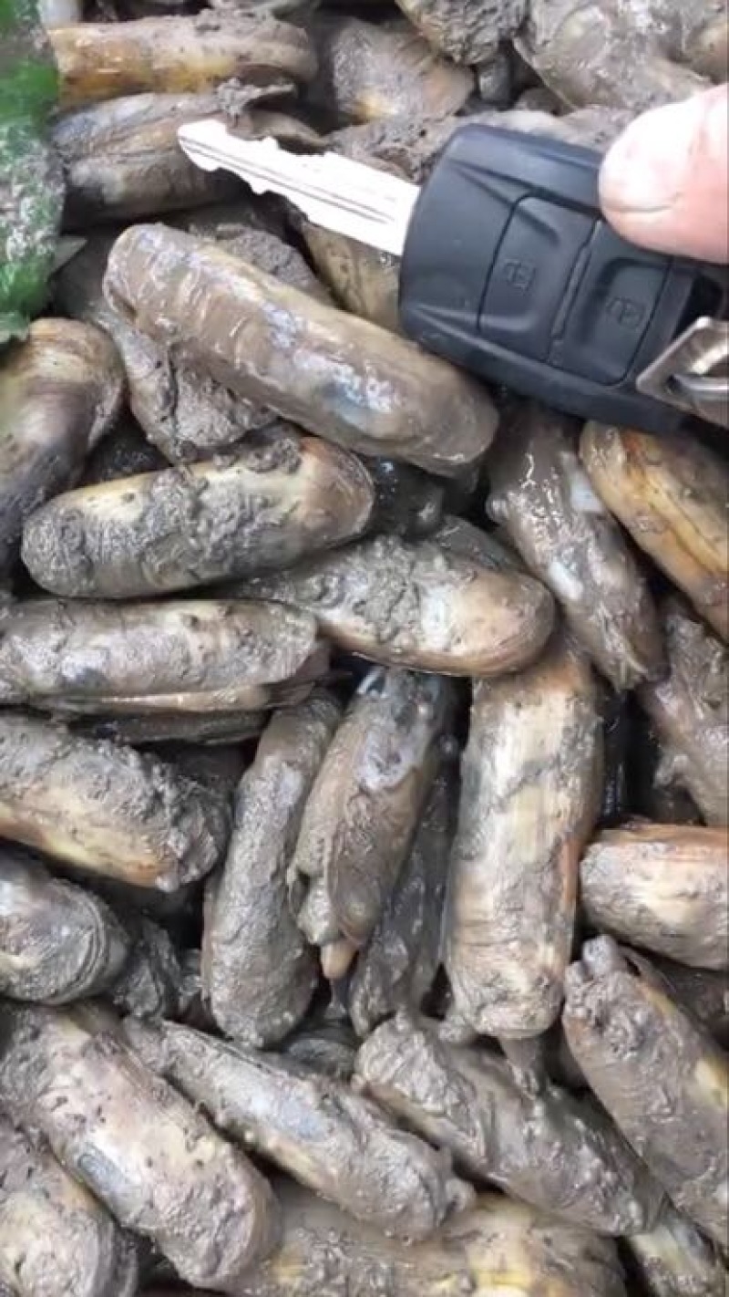 食用海水双头蛏，小人仙，常年供应酒店，大型市场，大型超市
