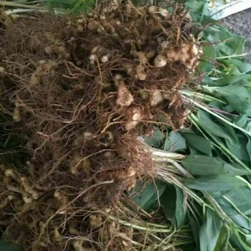 姜型多花黄精中药材黄精种苗野生黄精种苗倒苗黄精苗