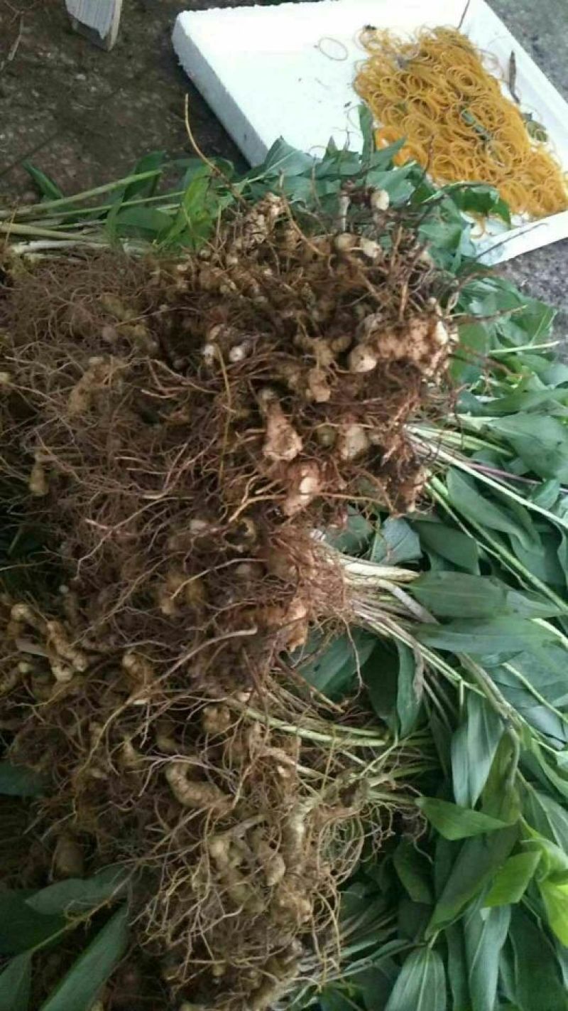 姜型多花黄精中药材黄精种苗野生黄精种苗倒苗黄精苗