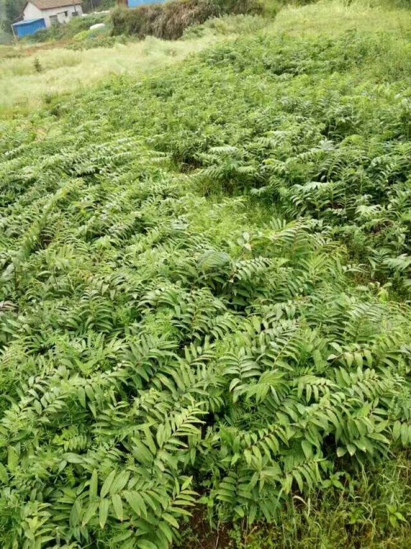姜型多花黄精中药材黄精种苗野生黄精种苗倒苗黄精苗