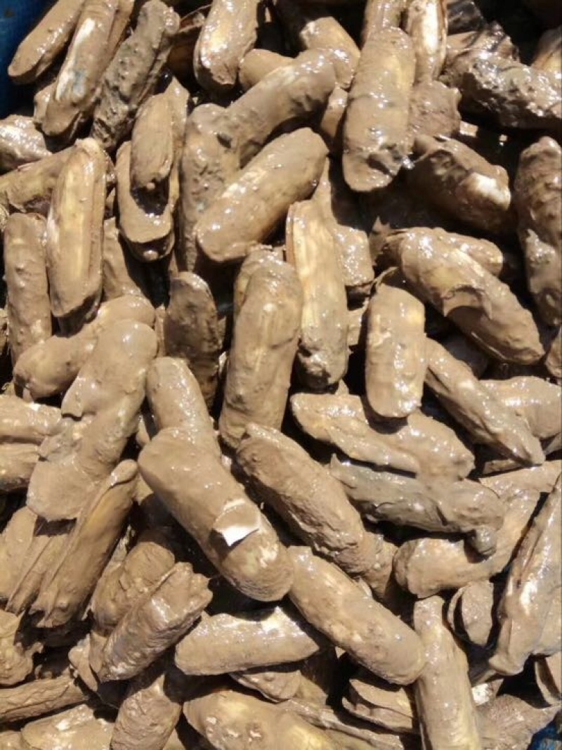 食用海水双头蛏，小人仙，常年供应酒店，大型市场，大型超市