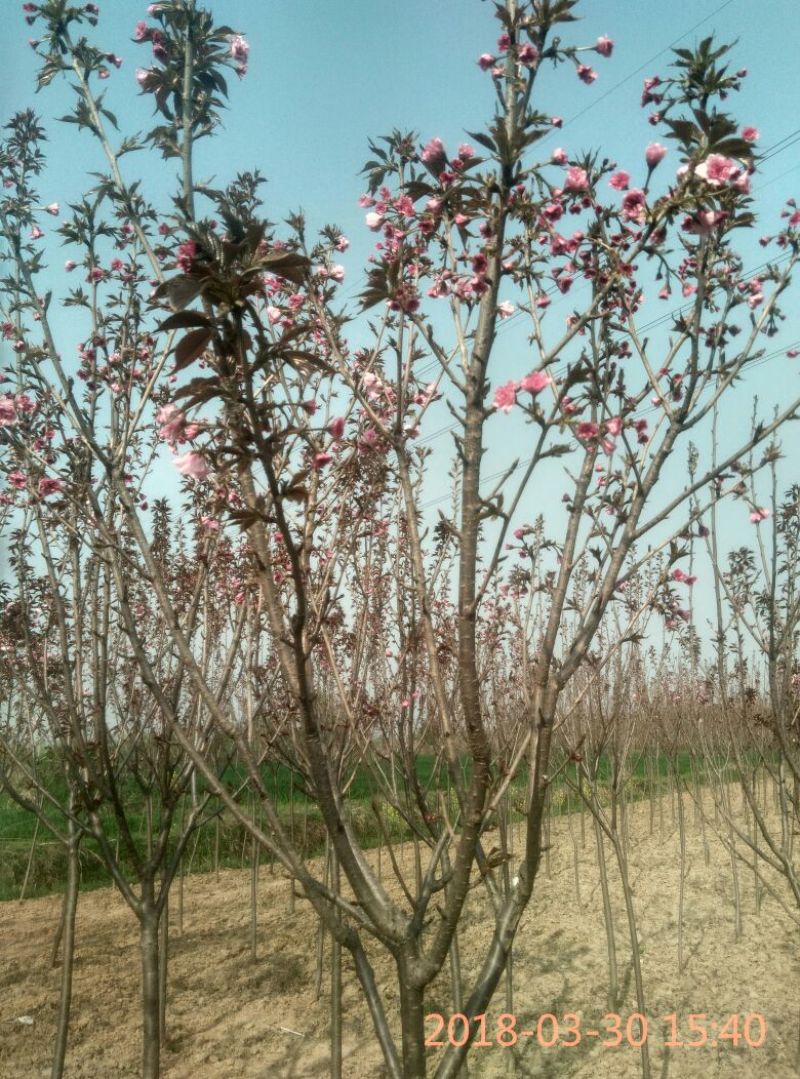 樱花树4~6cm