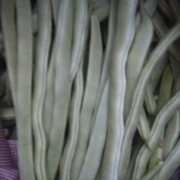 白不老20cm以上