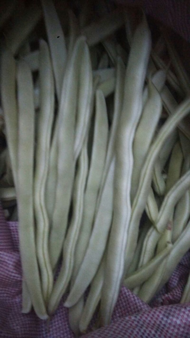 白不老20cm以上