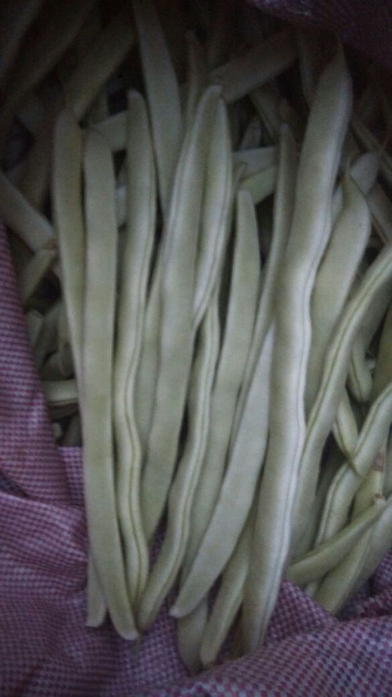 白不老20cm以上