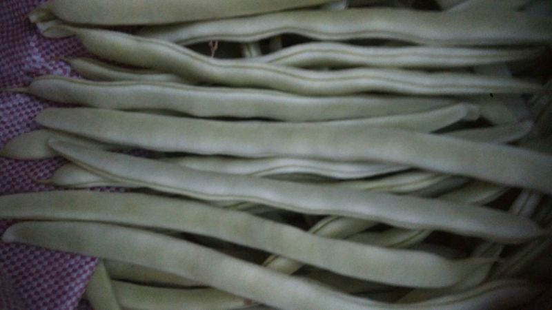 白不老20cm以上