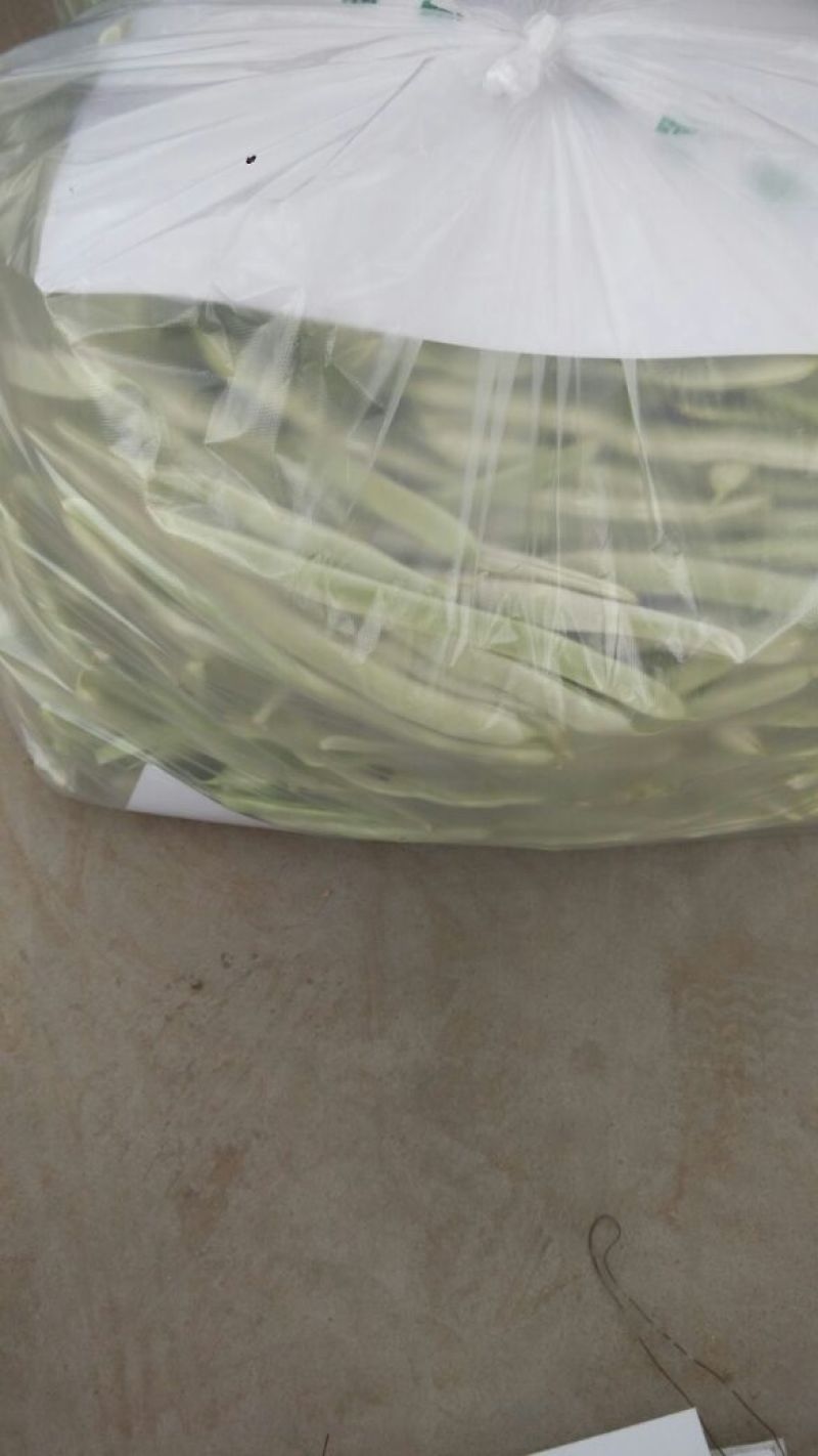白不老20cm以上