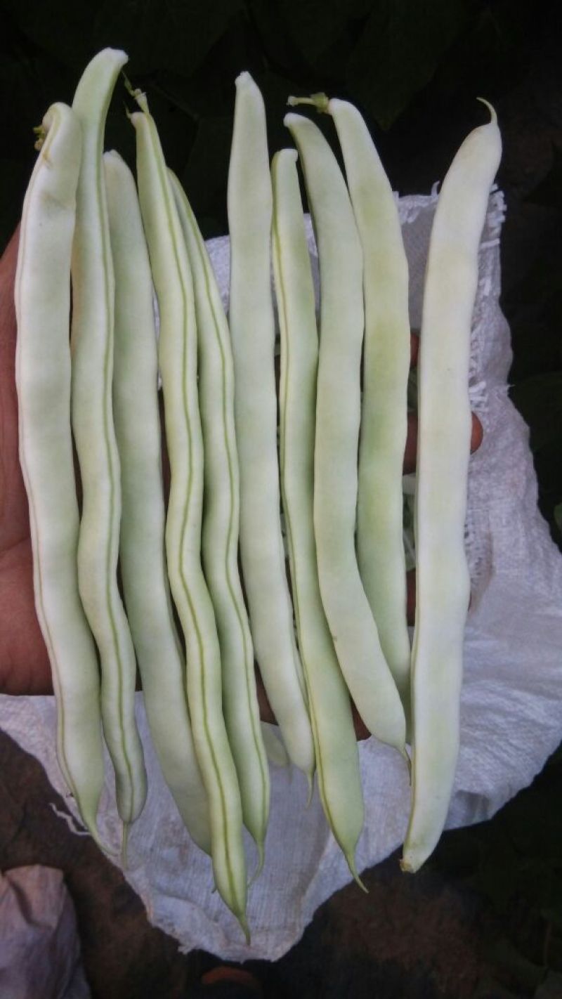 白不老20cm以上