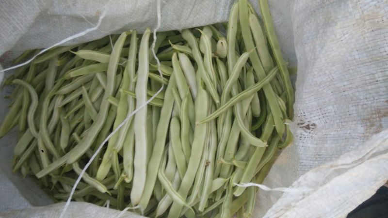 白不老20cm以上