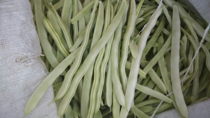 白不老20cm以上