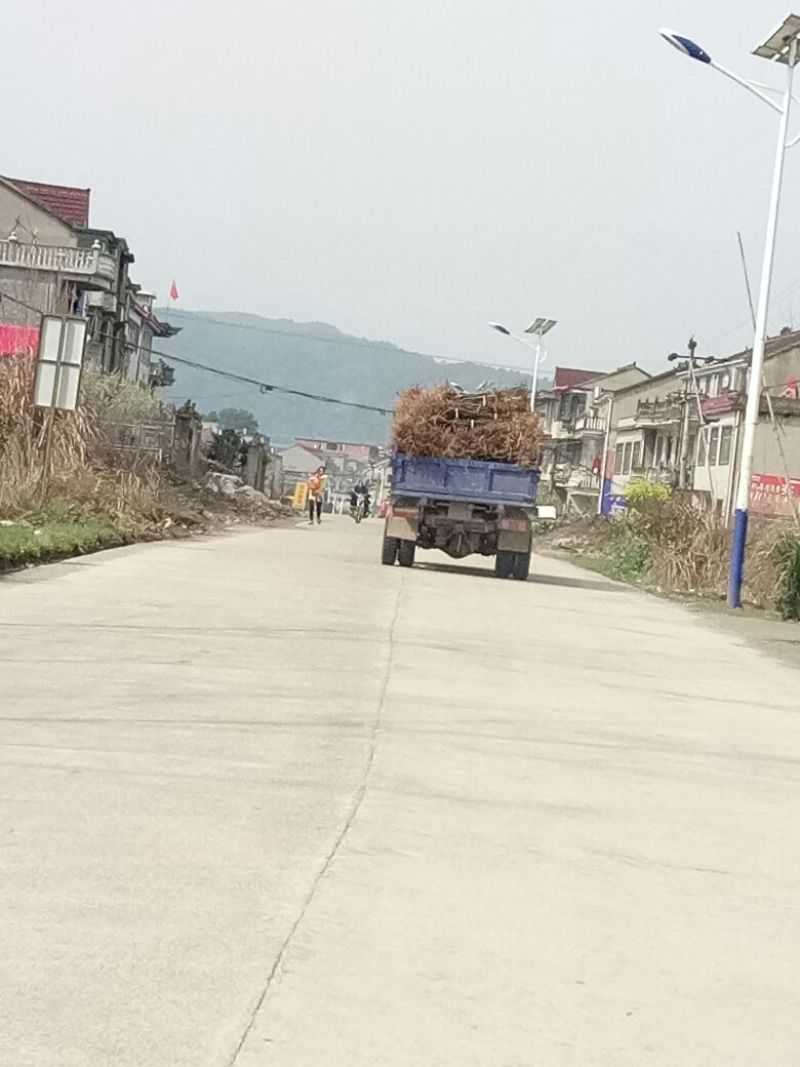 吴茱萸苗热卖中