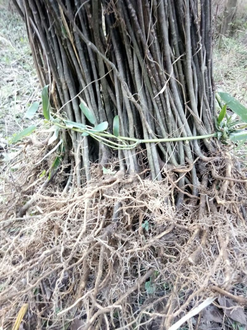 吴茱萸苗热卖中