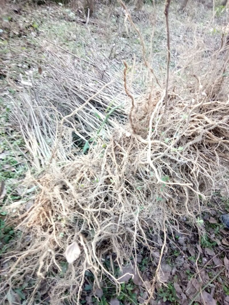 吴茱萸苗热卖中