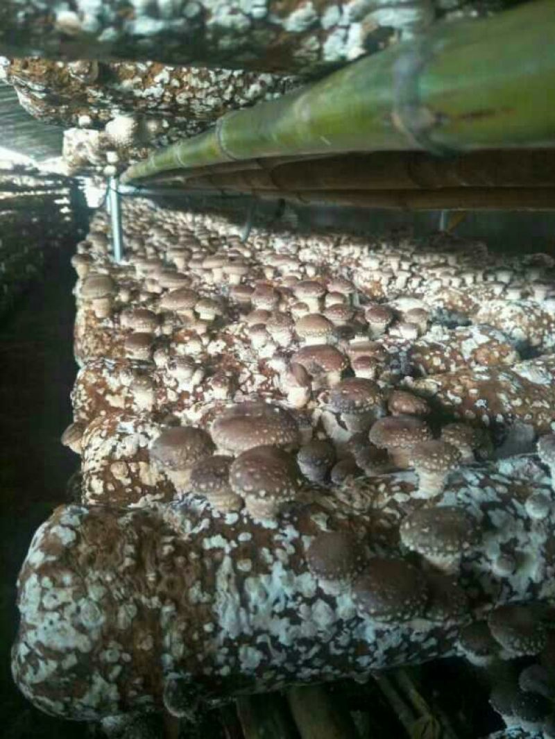 香菇菌种（代料或段木种植用各种香菇栽培用菌种）