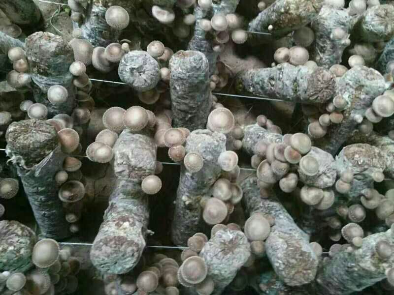 香菇菌种（代料或段木种植用各种香菇栽培用菌种）
