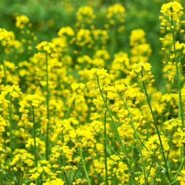 油菜菜籽山区种植產地直髮