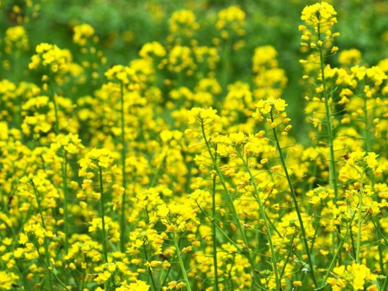 油菜菜籽山区种植產地直髮