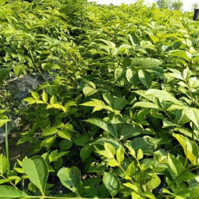 江西樟树中花吴茱萸根生苗