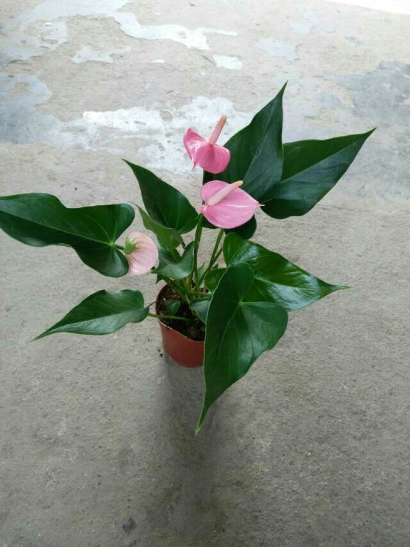红掌