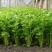 西芹55cm以上