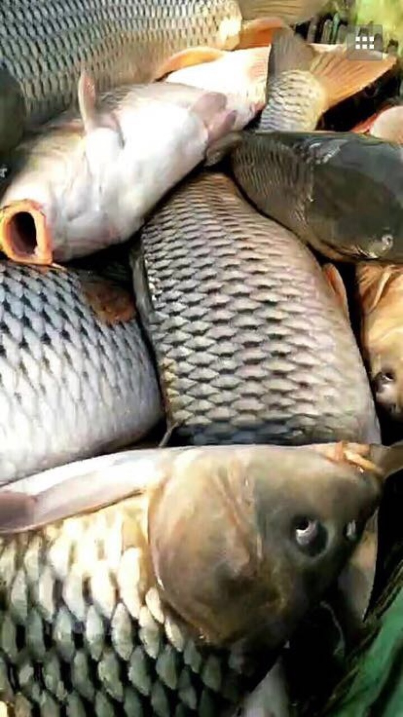 锦鲤食用1~2公斤