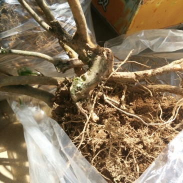 映山红树桩5~10cm