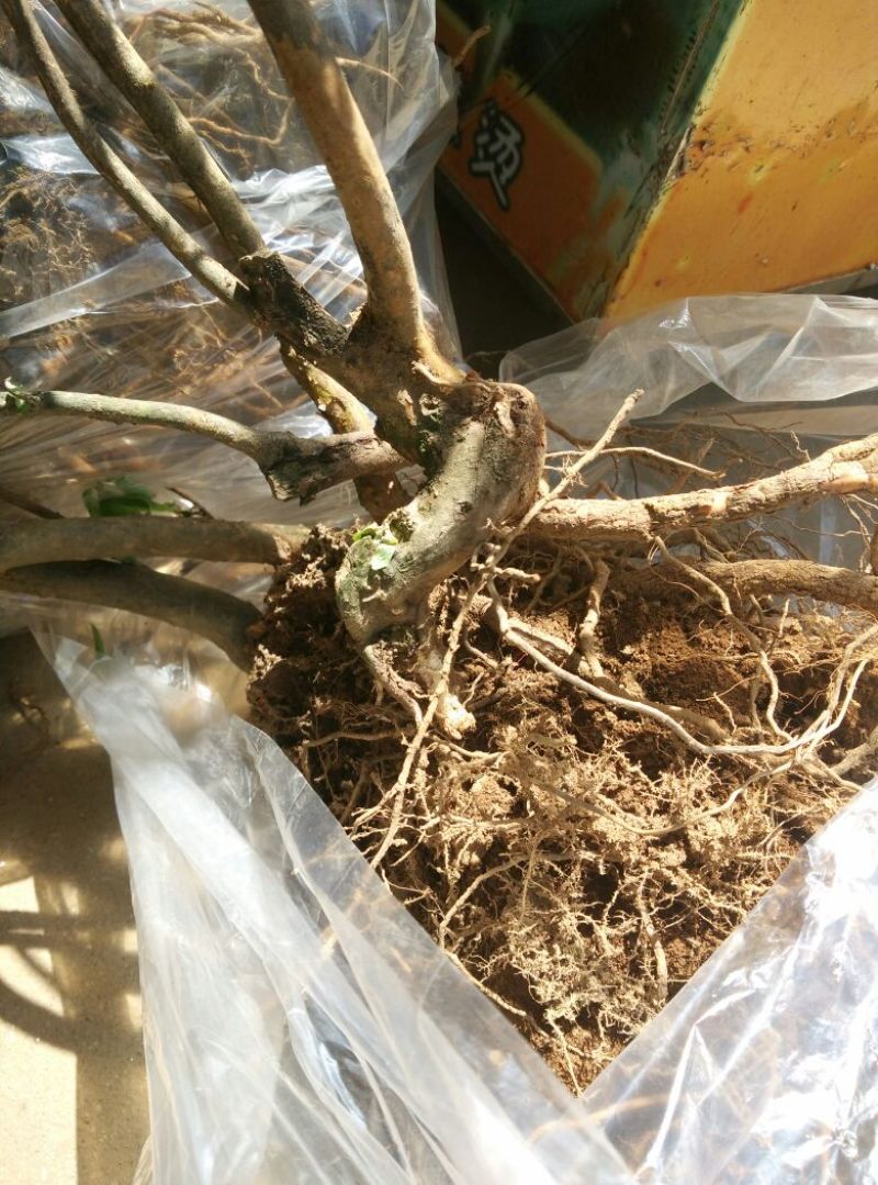 映山红树桩5~10cm