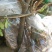 映山红树桩5~10cm