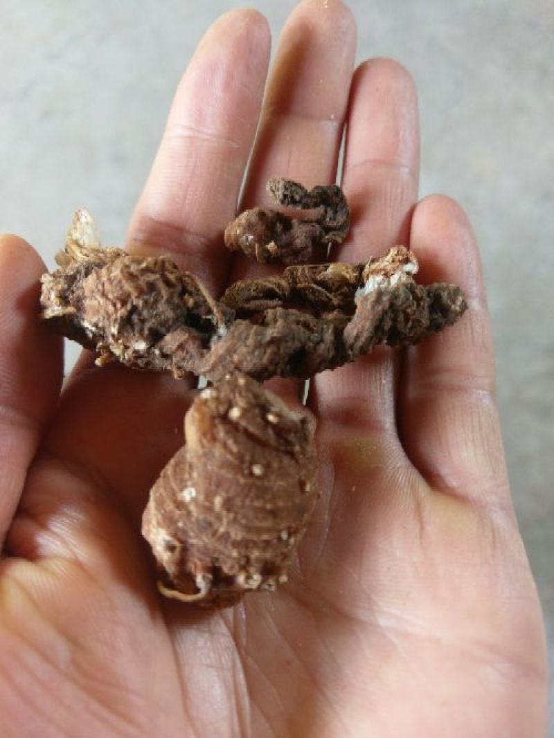 重楼干货七叶一枝花统货