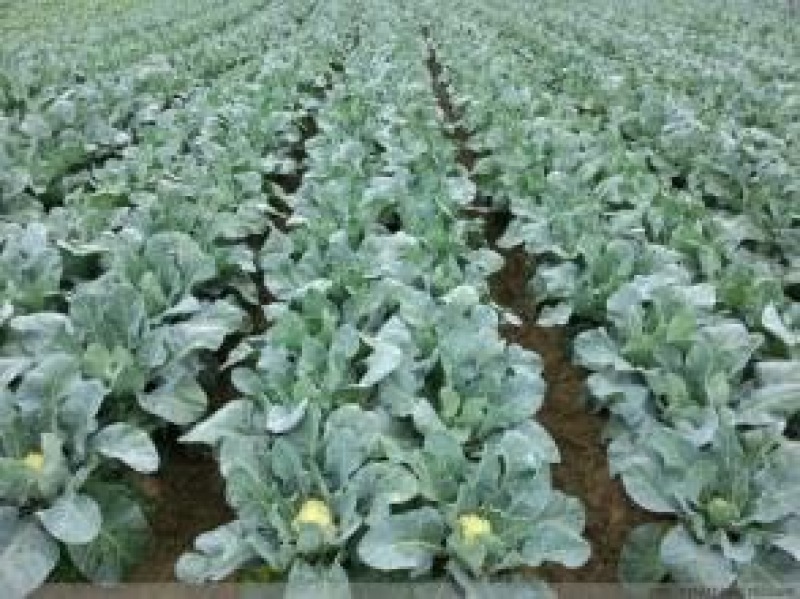 白面青梗松花菜新鲜蔬菜花菜菜花，产地代收4分一斤
