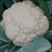 白面青梗松花菜新鲜蔬菜花菜菜花，产地代收4分一斤