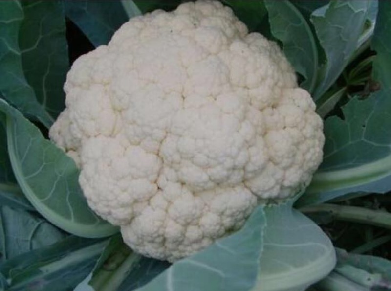白面青梗松花菜新鲜蔬菜花菜菜花，产地代收4分一斤