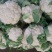 白面青梗松花菜新鲜蔬菜花菜菜花，产地代收4分一斤