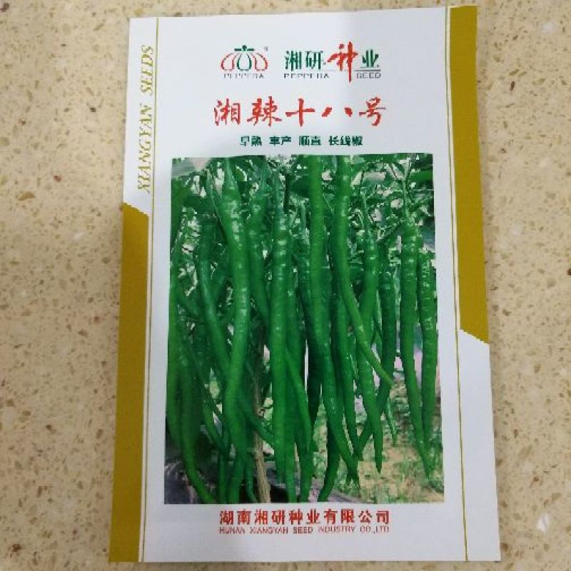 朝天椒种子97%以上