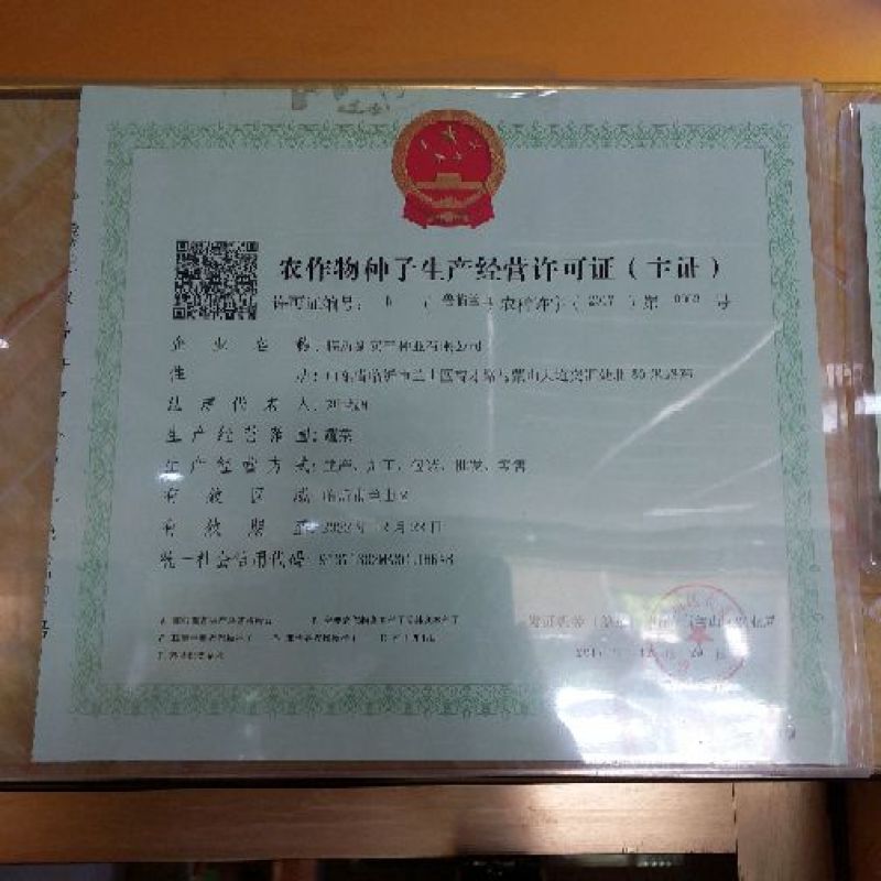 朝天椒种子97%以上