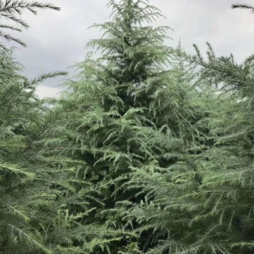 供应各种绿化苗木