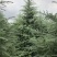 供应各种绿化苗木