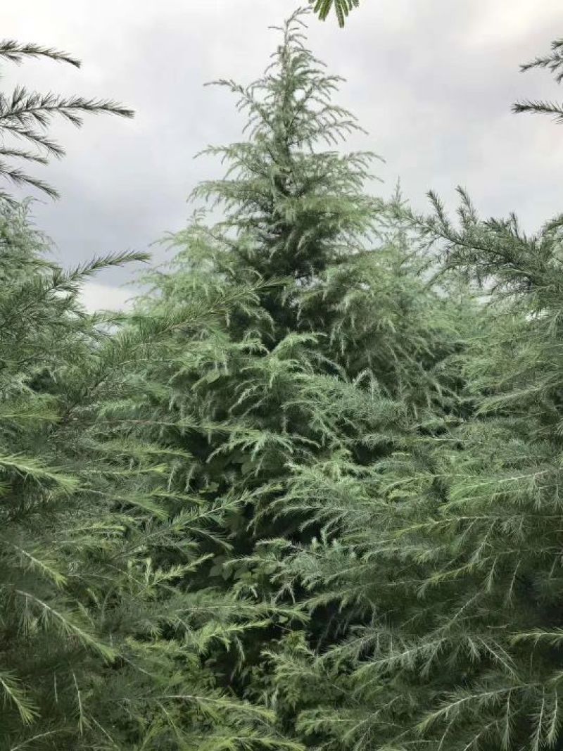 供应各种绿化苗木